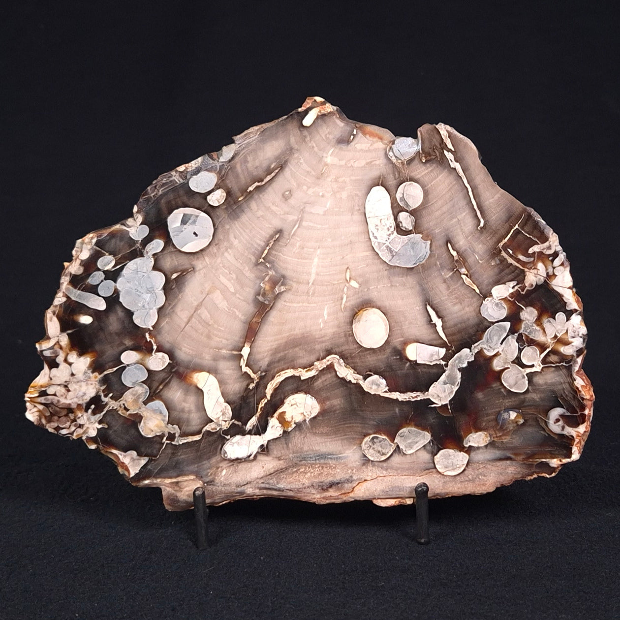 PEANUT WOOD PETRIFIED WOOD, Cretaceous, Australia ZPW003