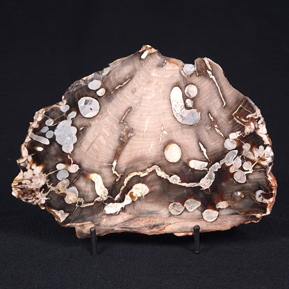 PEANUT WOOD PETRIFIED WOOD, Cretaceous, Australia ZPW003