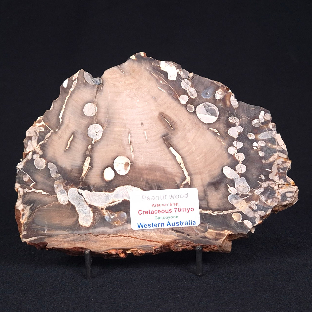 PEANUT WOOD PETRIFIED WOOD, Cretaceous, Australia ZPW003