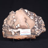 PEANUT WOOD PETRIFIED WOOD, Cretaceous, Australia ZPW003