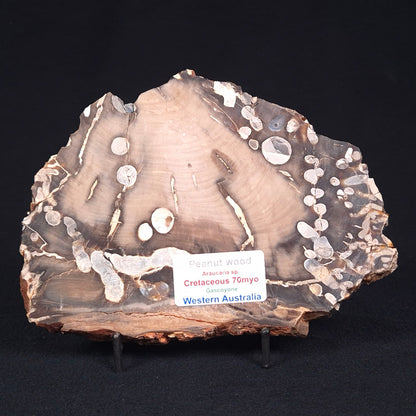 PEANUT WOOD PETRIFIED WOOD, Cretaceous, Australia ZPW003