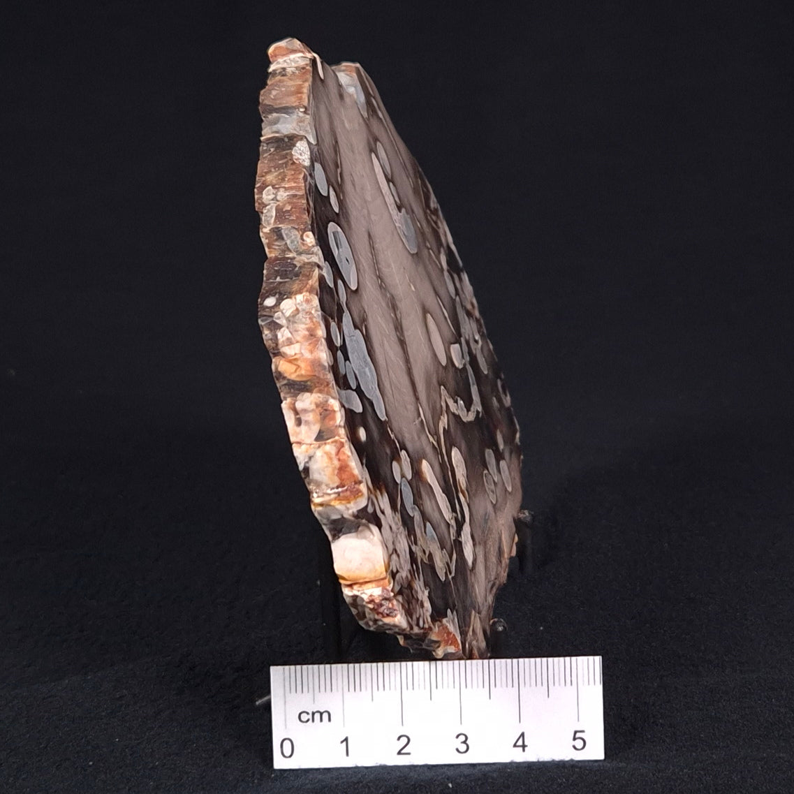 PEANUT WOOD PETRIFIED WOOD, Cretaceous, Australia ZPW003