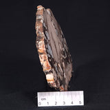 PEANUT WOOD PETRIFIED WOOD, Cretaceous, Australia ZPW003