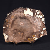 PEANUT WOOD PETRIFIED WOOD, Cretaceous, Australia ZPW004