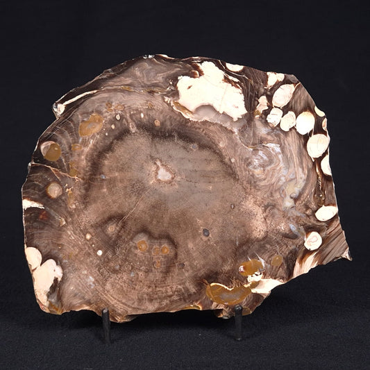 PEANUT WOOD PETRIFIED WOOD, Cretaceous, Australia ZPW004
