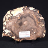 PEANUT WOOD PETRIFIED WOOD, Cretaceous, Australia ZPW004