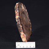 PEANUT WOOD PETRIFIED WOOD, Cretaceous, Australia ZPW004