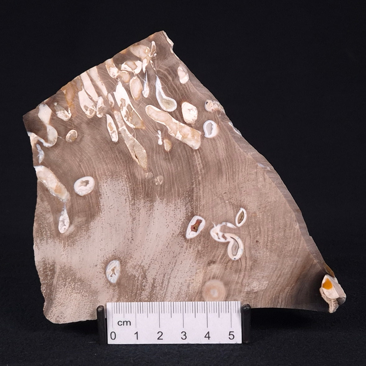 PEANUT WOOD PETRIFIED WOOD, Cretaceous, Australia ZPW005