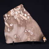 PEANUT WOOD PETRIFIED WOOD, Cretaceous, Australia ZPW005