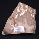 PEANUT WOOD PETRIFIED WOOD, Cretaceous, Australia ZPW005