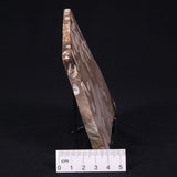 PEANUT WOOD PETRIFIED WOOD, Cretaceous, Australia ZPW005