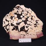 PEANUT WOOD PETRIFIED WOOD, Cretaceous, Australia ZPW006