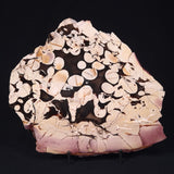 PEANUT WOOD PETRIFIED WOOD, Cretaceous, Australia ZPW006