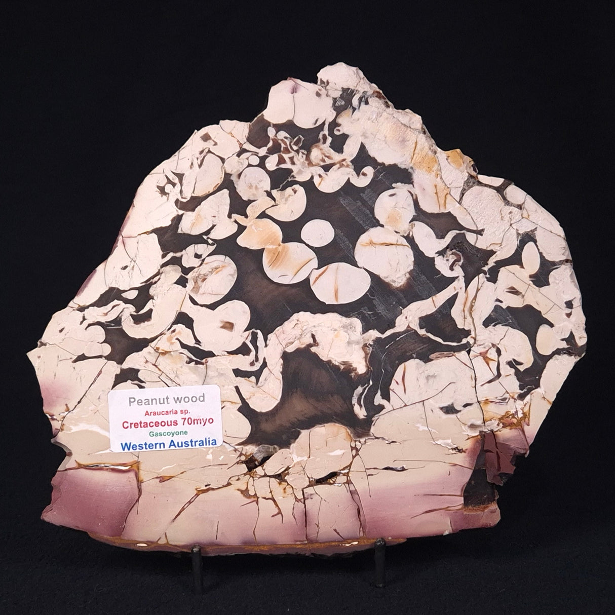 PEANUT WOOD PETRIFIED WOOD, Cretaceous, Australia ZPW006
