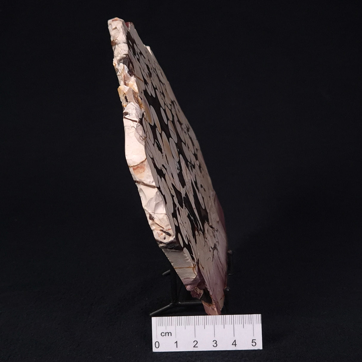 PEANUT WOOD PETRIFIED WOOD, Cretaceous, Australia ZPW006