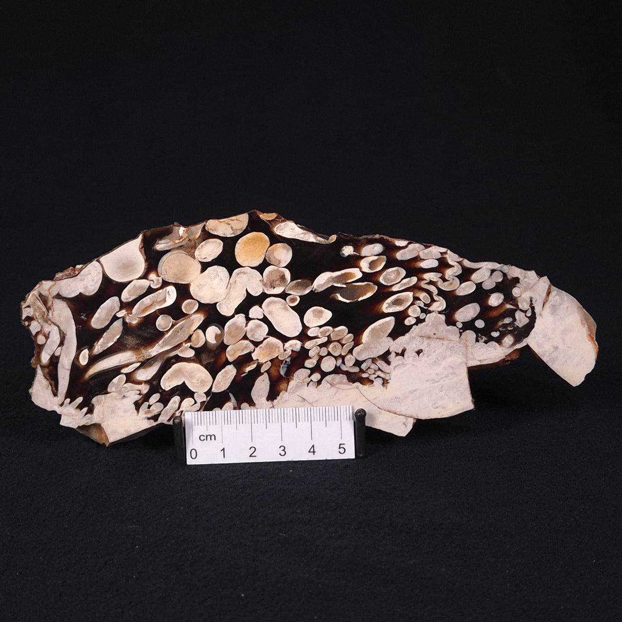 PEANUT WOOD PETRIFIED WOOD, Cretaceous, Australia ZPW007