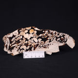 PEANUT WOOD PETRIFIED WOOD, Cretaceous, Australia ZPW007