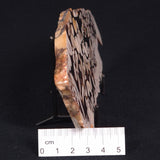 PEANUT WOOD PETRIFIED WOOD, Cretaceous, Australia ZPW007