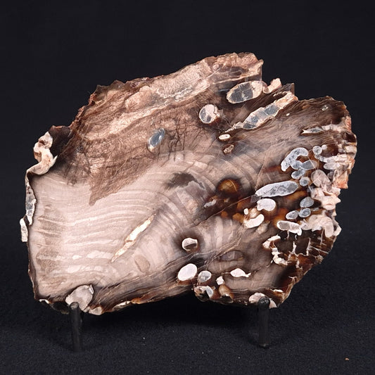 PEANUT WOOD PETRIFIED WOOD, Cretaceous, Australia ZPW008
