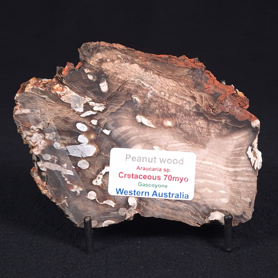 PEANUT WOOD PETRIFIED WOOD, Cretaceous, Australia ZPW008
