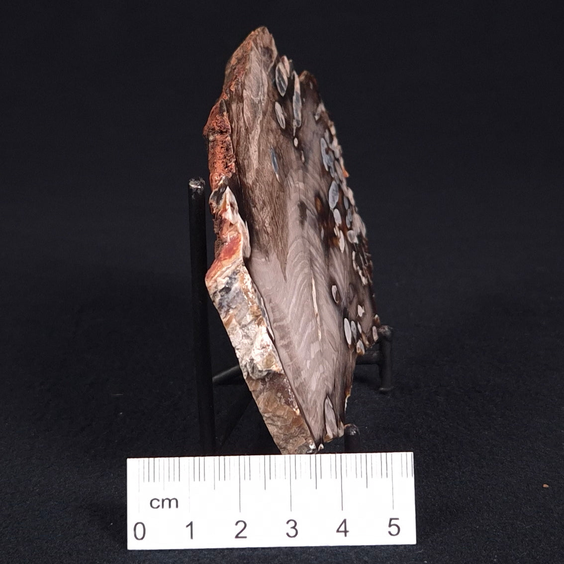PEANUT WOOD PETRIFIED WOOD, Cretaceous, Australia ZPW008