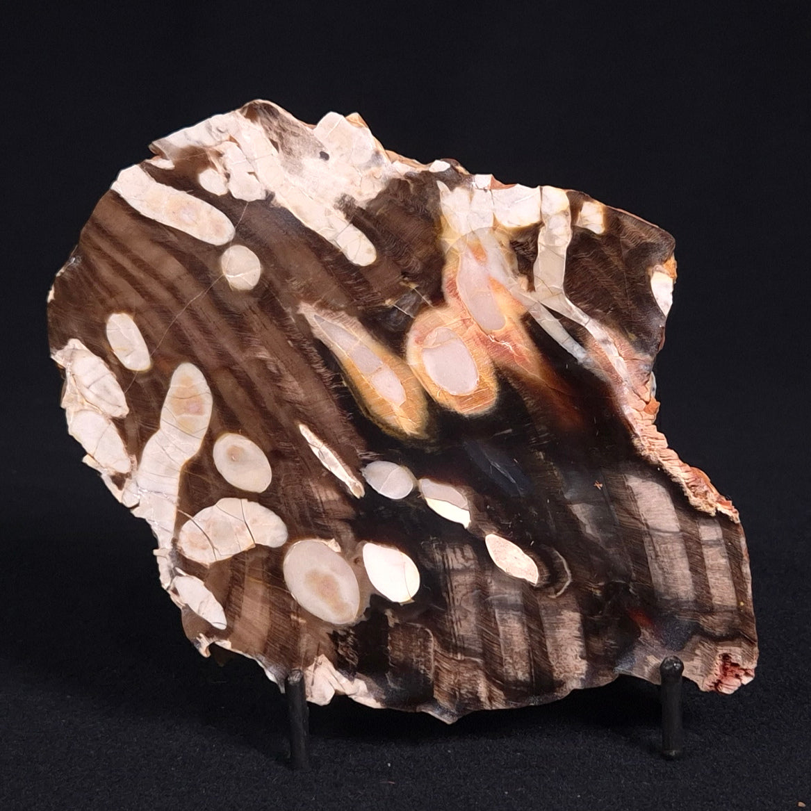 PEANUT WOOD PETRIFIED WOOD, Cretaceous, Australia ZPW009