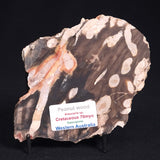 PEANUT WOOD PETRIFIED WOOD, Cretaceous, Australia ZPW009