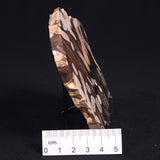 PEANUT WOOD PETRIFIED WOOD, Cretaceous, Australia ZPW009