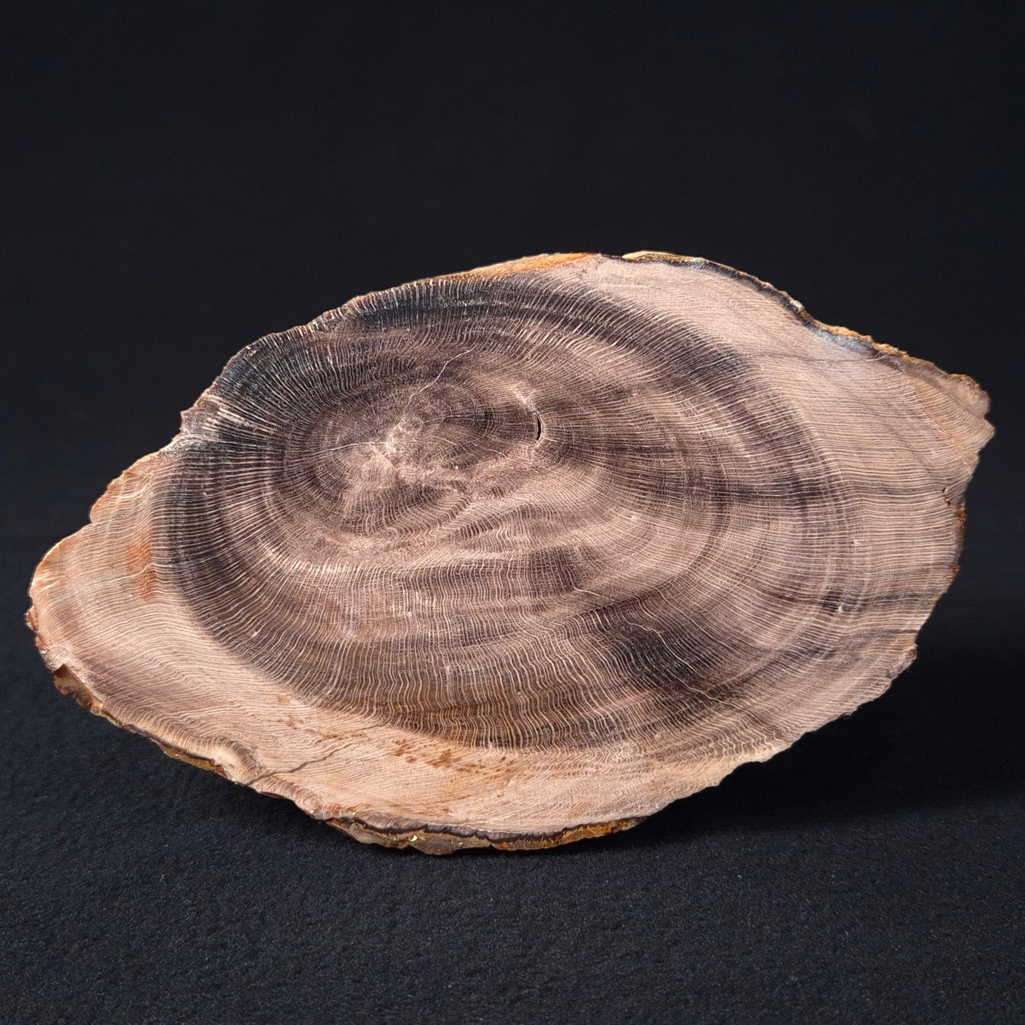 PETRIFIED WOOD CASUARINA sp. Late Oligocene, Australia ZCW001