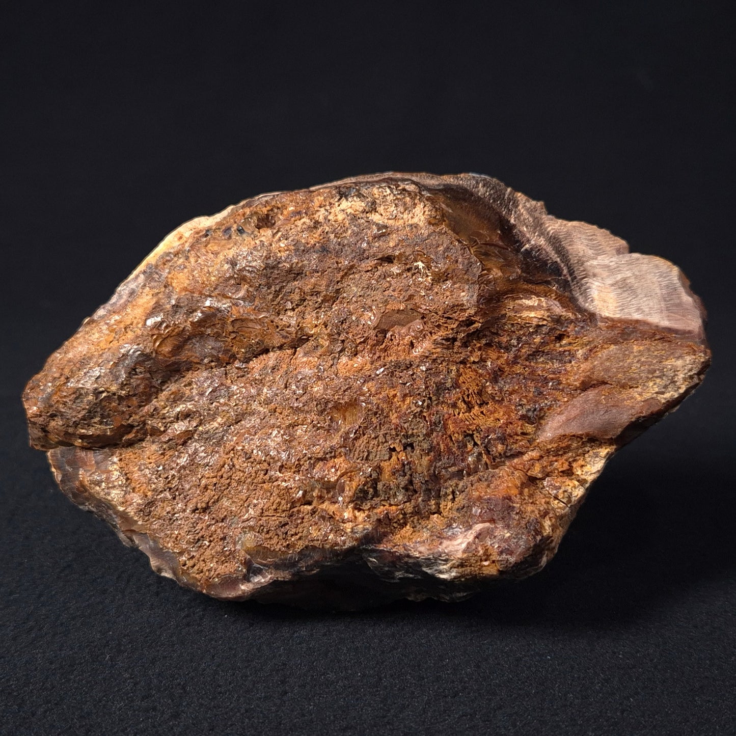 PETRIFIED WOOD CASUARINA sp. Late Oligocene, Australia ZCW001