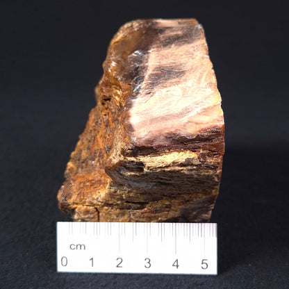 PETRIFIED WOOD CASUARINA sp. Late Oligocene, Australia ZCW001