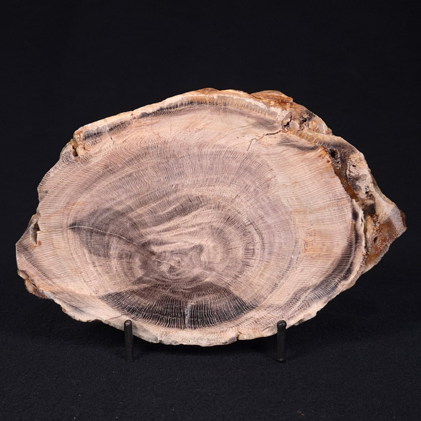 PETRIFIED WOOD CASUARINA sp. Late Oligocene, Australia ZCW003