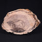 PETRIFIED WOOD CASUARINA sp. Late Oligocene, Australia ZCW003