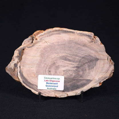 PETRIFIED WOOD CASUARINA sp. Late Oligocene, Australia ZCW003