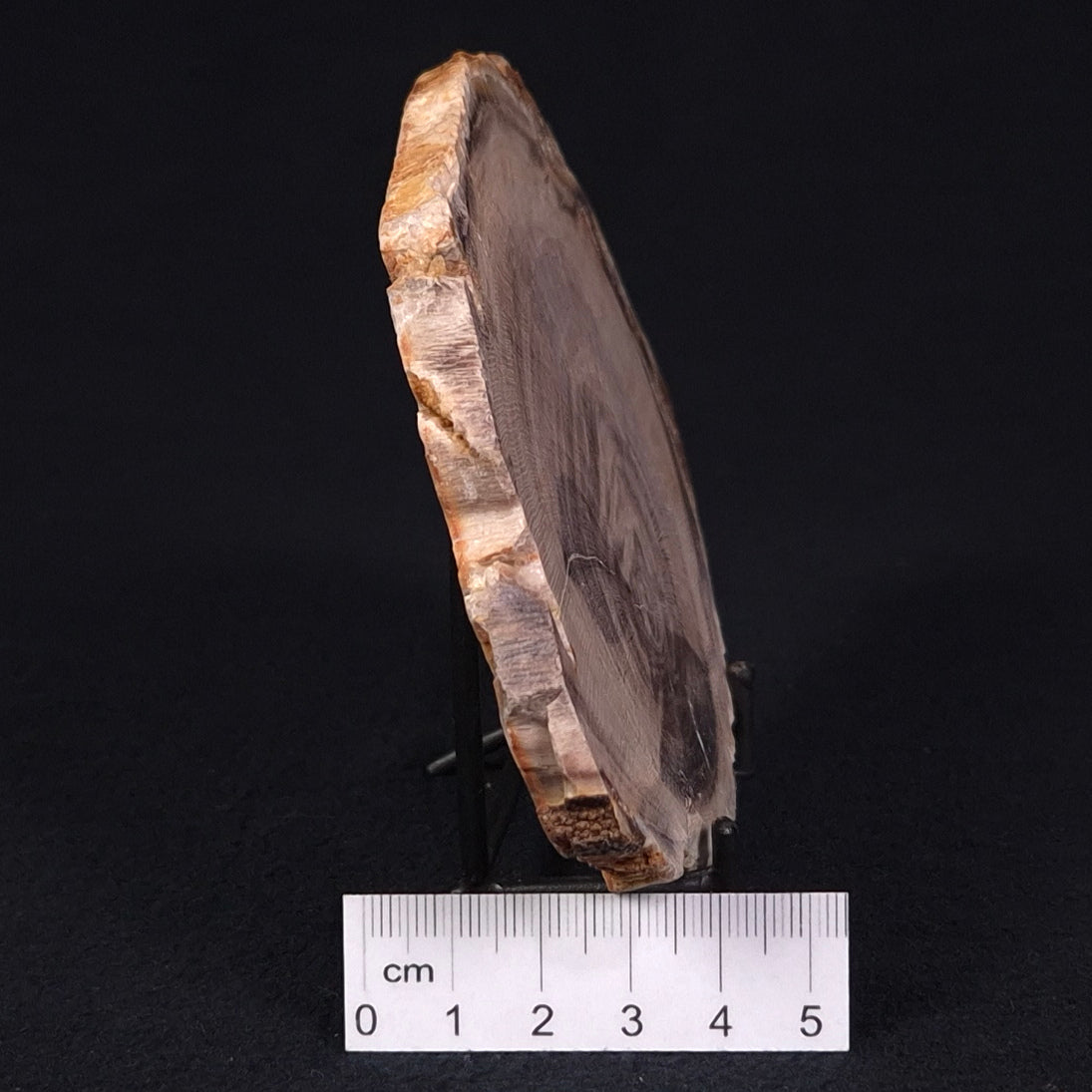 PETRIFIED WOOD CASUARINA sp. Late Oligocene, Australia ZCW003