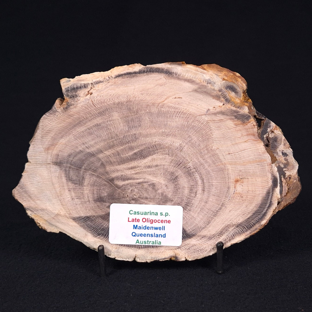 PETRIFIED WOOD CASUARINA sp. Late Oligocene, Australia ZCW004