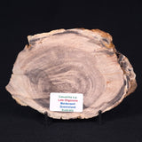 PETRIFIED WOOD CASUARINA sp. Late Oligocene, Australia ZCW004