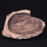 PETRIFIED WOOD CASUARINA sp. Late Oligocene, Australia ZCW005