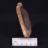 PETRIFIED WOOD CASUARINA sp. Late Oligocene, Australia ZCW005