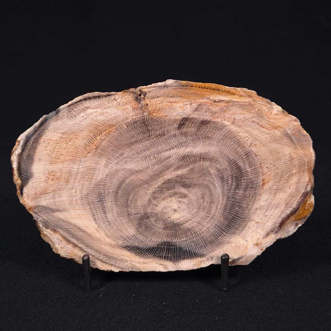 PETRIFIED WOOD CASUARINA sp. Late Oligocene, Australia ZCW006
