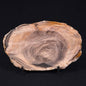 PETRIFIED WOOD CASUARINA sp. Late Oligocene, Australia ZCW006