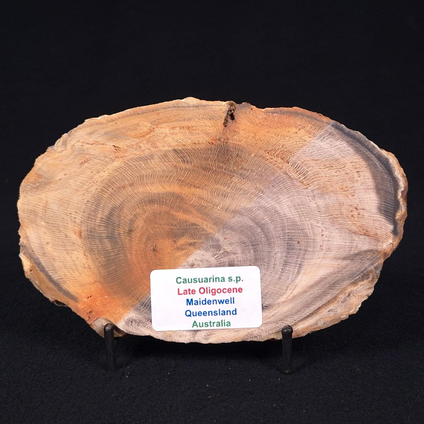 PETRIFIED WOOD CASUARINA sp. Late Oligocene, Australia ZCW006