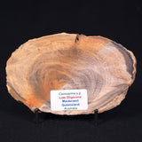 PETRIFIED WOOD CASUARINA sp. Late Oligocene, Australia ZCW006