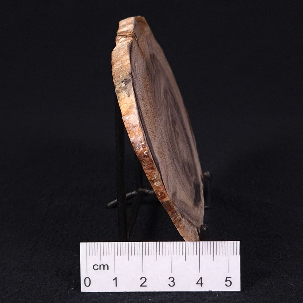 PETRIFIED WOOD CASUARINA sp. Late Oligocene, Australia ZCW006
