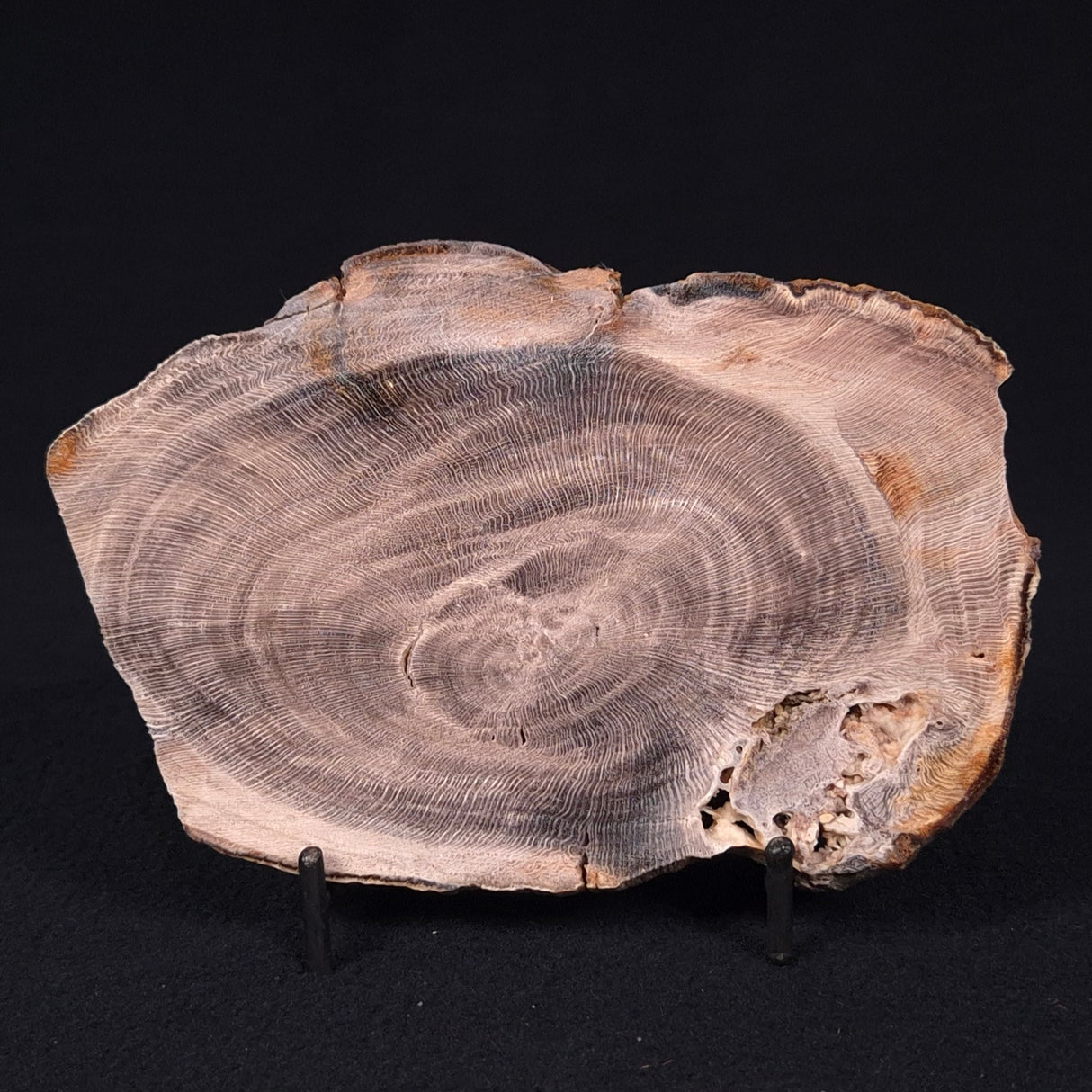 PETRIFIED WOOD CASUARINA sp. Late Oligocene, Australia ZCW007