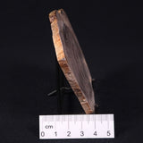 PETRIFIED WOOD CASUARINA sp. Late Oligocene, Australia ZCW007