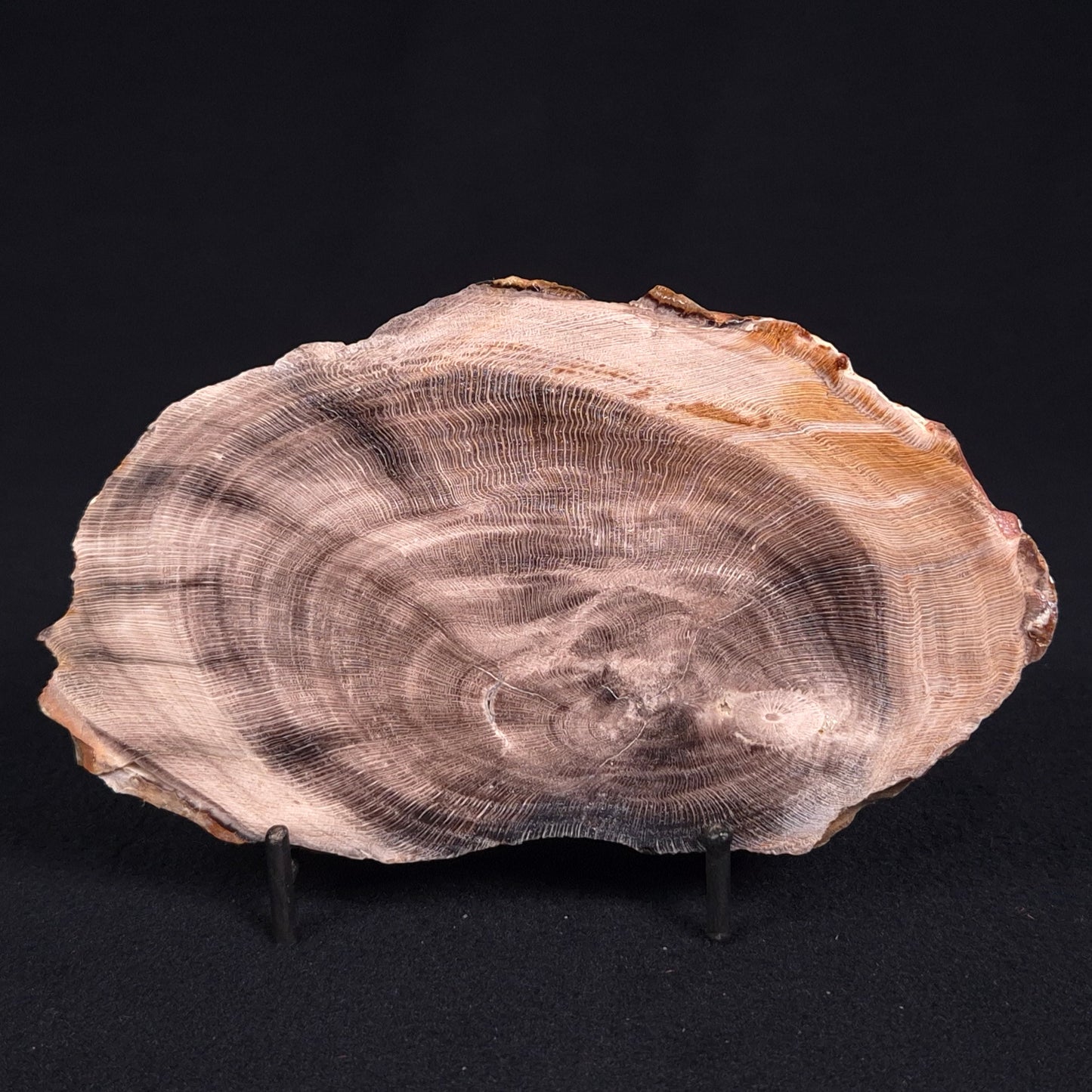 PETRIFIED WOOD CASUARINA sp. Late Oligocene, Australia ZCW008