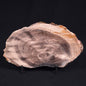 PETRIFIED WOOD CASUARINA sp. Late Oligocene, Australia ZCW008