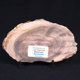 PETRIFIED WOOD CASUARINA sp. Late Oligocene, Australia ZCW008