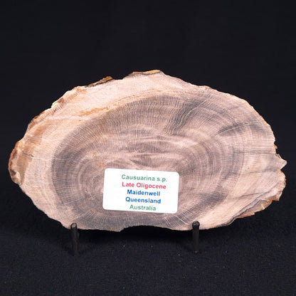 PETRIFIED WOOD CASUARINA sp. Late Oligocene, Australia ZCW008